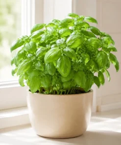 Sweet Basil Live Plants - 7-10 Seedlings, 4 Inch Pot, 3-5 Inches Tall, Culinary Herb, Indoor/Outdoor - Image 6