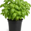 Sweet Basil Live Plants - 7-10 Seedlings, 4 Inch Pot, 3-5 Inches Tall, Culinary Herb, Indoor/Outdoor - Image 1