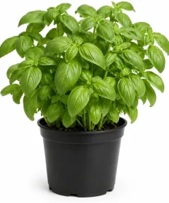 Sweet Basil Live Plants - 7-10 Seedlings, 4 Inch Pot, 3-5 Inches Tall, Culinary Herb, Indoor/Outdoor - Image 1