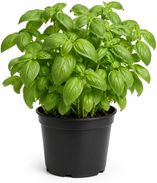 Sweet Basil Live Plants - 7-10 Seedlings, 4 Inch Pot, 3-5 Inches Tall, Culinary Herb, Indoor/Outdoor - Image 1