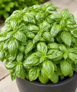 Sweet Basil Live Plants - 7-10 Seedlings, 4 Inch Pot, 3-5 Inches Tall, Culinary Herb, Indoor/Outdoor - Image 7