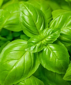 Sweet Basil Seeds - Ocimum Basilicum Herb Seeds - 1500 Count for Culinary Gardens - Image 2