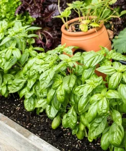 Sweet Basil Seeds - Ocimum Basilicum Herb Seeds - 1500 Count for Culinary Gardens - Image 3
