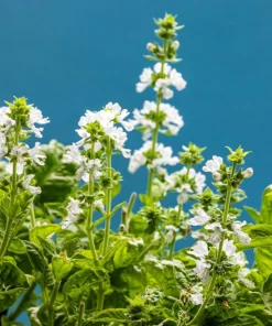 Sweet Basil Seeds - Ocimum Basilicum Herb Seeds - 1500 Count for Culinary Gardens - Image 4