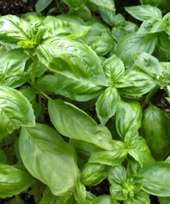Sweet Basil Seeds - Ocimum Basilicum Herb Seeds - 1500 Count for Culinary Gardens - Image 5
