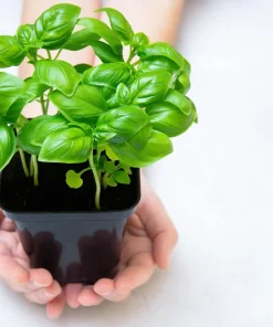 Sweet Basil Seeds - Ocimum Basilicum Herb Seeds - 1500 Count for Culinary Gardens - Image 6