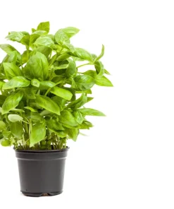 Sweet Basil Seeds - Ocimum Basilicum Herb Seeds - 1500 Count for Culinary Gardens - Image 7