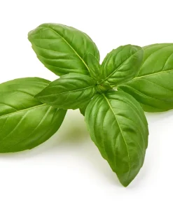 Sweet Basil Seeds - Ocimum Basilicum Herb Seeds - 1500 Count for Culinary Gardens - Image 8