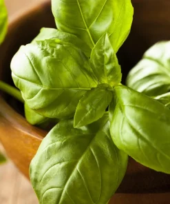 Sweet Basil Seeds - Ocimum Basilicum Herb Seeds - 1500 Count for Culinary Gardens - Image 9