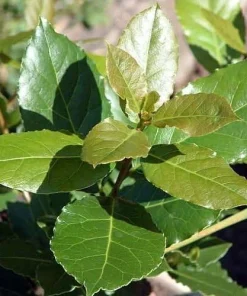 Sweet Bay Laurel Live Plant – Laurus nobilis – 4 inch Pot – Culinary Herb - Image 2