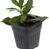 Sweet Bay Laurel Live Plant – Laurus nobilis – 4 inch Pot – Culinary Herb - Image 1