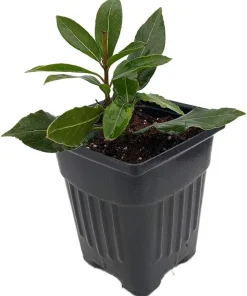 Sweet Bay Laurel Live Plant – Laurus nobilis – 4 inch Pot – Culinary Herb - Image 1