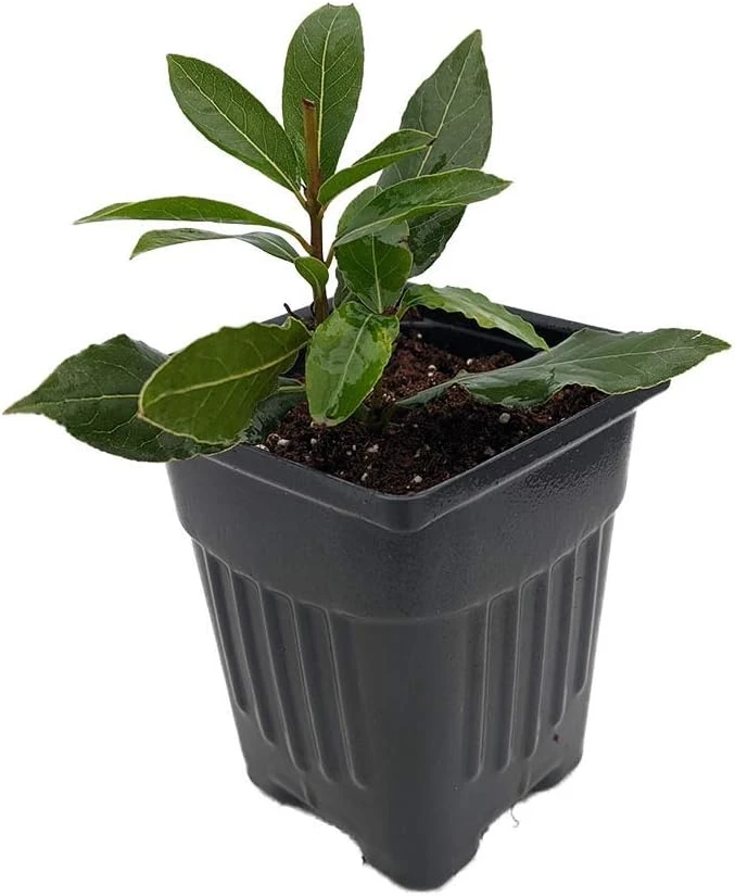 Sweet Bay Laurel Live Plant – Laurus nobilis – 4 inch Pot – Culinary Herb - Image 1