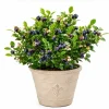 Sweet Black Huckleberry Live Plant for Outdoor Garden, 2-4 Inch Tall, 1.5 Inch Pot - Image 1