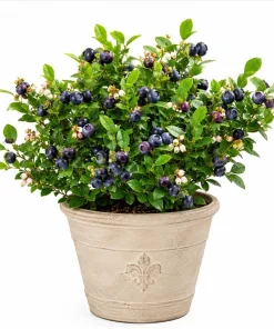 Sweet Black Huckleberry Live Plant for Outdoor Garden, 2-4 Inch Tall, 1.5 Inch Pot - Image 1