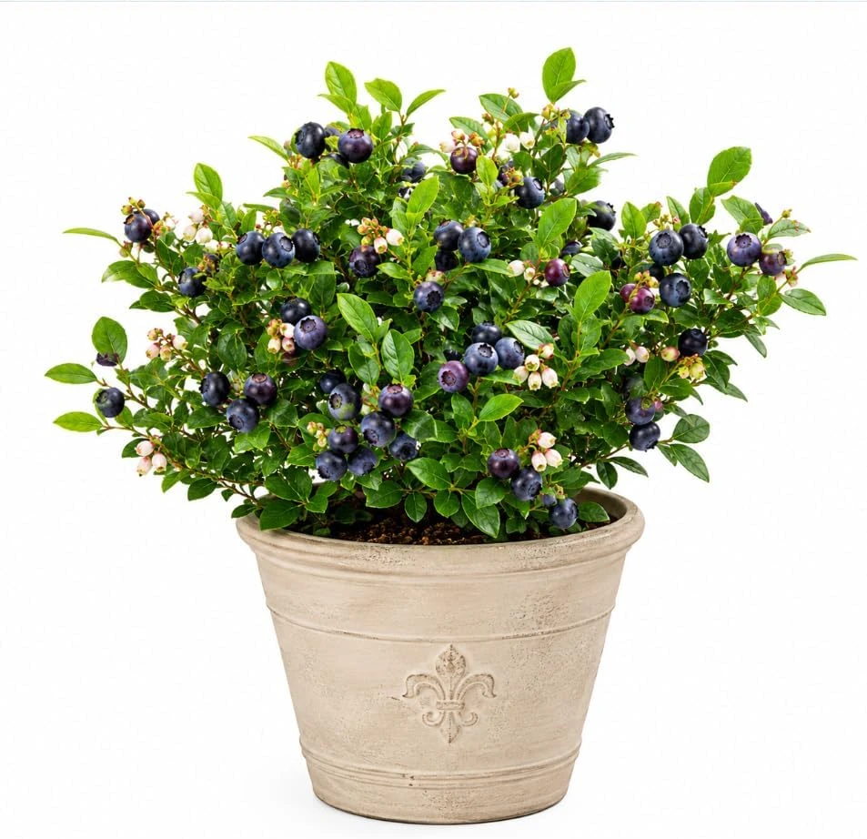 Sweet Black Huckleberry Live Plant for Outdoor Garden, 2-4 Inch Tall, 1.5 Inch Pot - Image 1