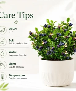 Sweet Black Huckleberry Live Plant Set, 2 Bushes, 2-4 Inch Tall, 1.5 Inch Pot, Outdoor - Image 4