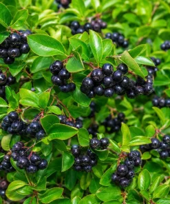Sweet Black Huckleberry Live Plant Set, 2 Bushes, 2-4 Inch Tall, 1.5 Inch Pot, Outdoor - Image 5