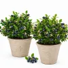 Sweet Black Huckleberry Live Plant Set, 2 Bushes, 2-4 Inch Tall, 1.5 Inch Pot, Outdoor - Image 1