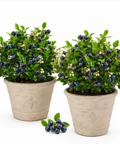Sweet Black Huckleberry Live Plant Set, 2 Bushes, 2-4 Inch Tall, 1.5 Inch Pot, Outdoor - Image 1
