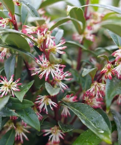 Sweet Box Sweet Lo Live Plant – Fragrant Evergreen Shrub – 4 inch Pot - Image 2