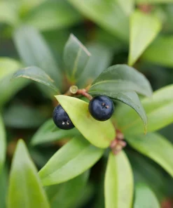 Sweet Box Sweet Lo Live Plant – Fragrant Evergreen Shrub – 4 inch Pot - Image 3