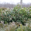 Sweet Box Sweet Lo Live Plant – Fragrant Evergreen Shrub – 4 inch Pot - Image 1