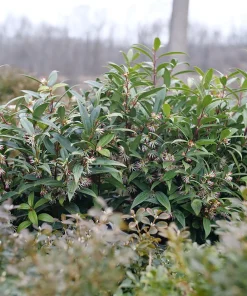 Sweet Box Sweet Lo Live Plant – Fragrant Evergreen Shrub – 4 inch Pot - Image 1