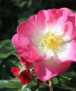Sweet Briar Rose Seeds - Eglantine Rosa Eglanteria Pink Flower Shrub, 25 Seeds - Image 2
