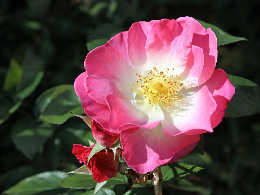 Sweet Briar Rose Seeds - Eglantine Rosa Eglanteria Pink Flower Shrub, 25 Seeds - Image 2