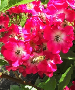 Sweet Briar Rose Seeds - Eglantine Rosa Eglanteria Pink Flower Shrub, 25 Seeds - Image 3