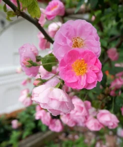 Sweet Briar Rose Seeds - Eglantine Rosa Eglanteria Pink Flower Shrub, 25 Seeds - Image 4
