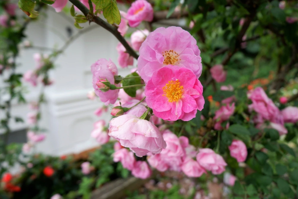 Sweet Briar Rose Seeds - Eglantine Rosa Eglanteria Pink Flower Shrub, 25 Seeds - Image 4