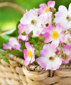 Sweet Briar Rose Seeds - Eglantine Rosa Eglanteria Pink Flower Shrub, 25 Seeds - Image 5
