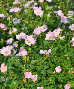 Sweet Briar Rose Seeds - Eglantine Rosa Eglanteria Pink Flower Shrub, 25 Seeds - Image 6
