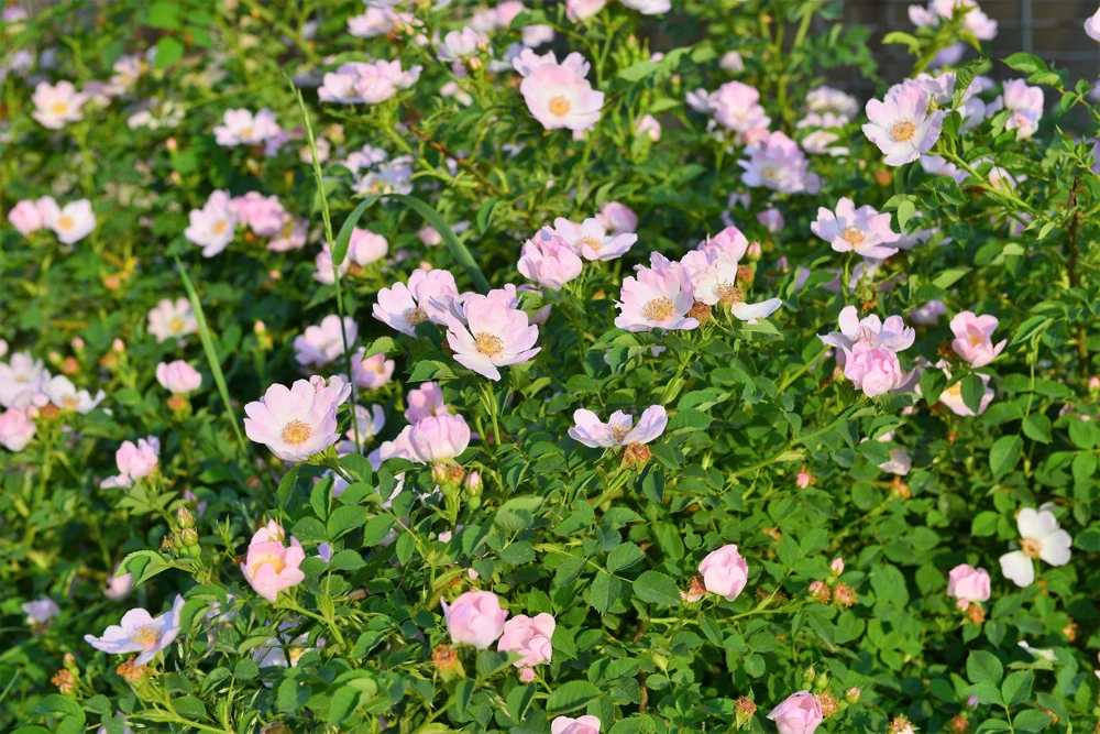 Sweet Briar Rose Seeds - Eglantine Rosa Eglanteria Pink Flower Shrub, 25 Seeds - Image 6