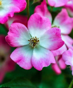 Sweet Briar Rose Seeds - Eglantine Rosa Eglanteria Pink Flower Shrub, 25 Seeds - Image 7