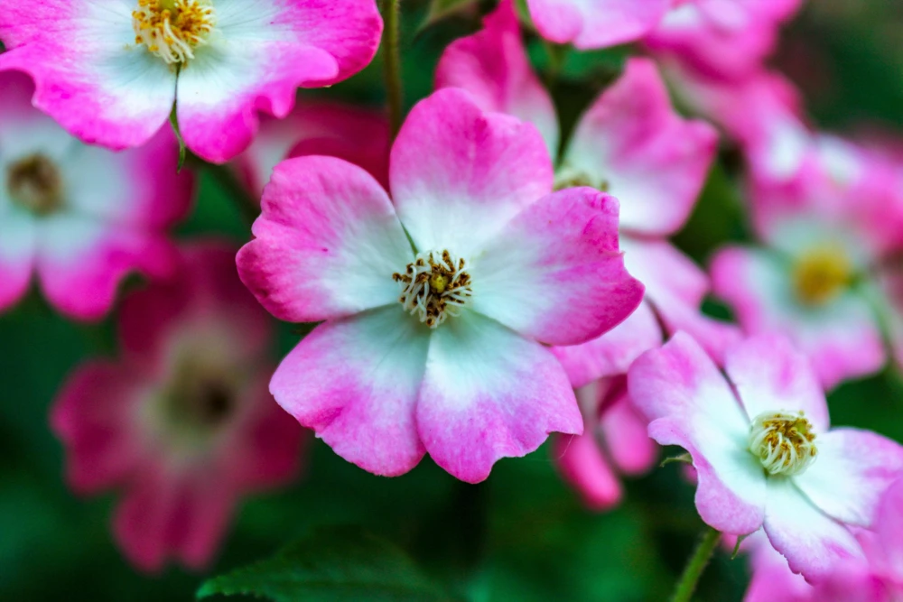 Sweet Briar Rose Seeds - Eglantine Rosa Eglanteria Pink Flower Shrub, 25 Seeds - Image 7