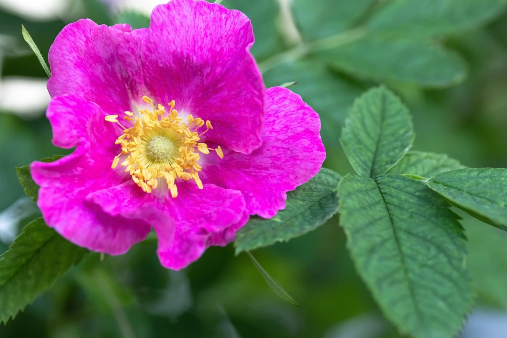 Sweet Briar Rose Seeds - Eglantine Rosa Eglanteria Pink Flower Shrub, 25 Seeds - Image 8