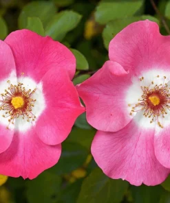 Sweet Briar Rose Seeds - Eglantine Rosa Eglanteria Pink Flower Shrub, 25 Seeds - Image 9