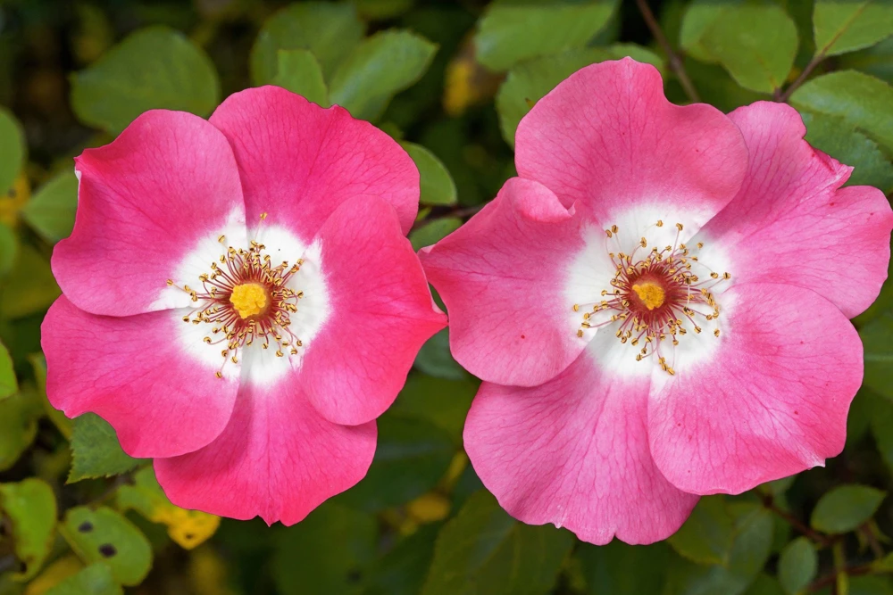 Sweet Briar Rose Seeds - Eglantine Rosa Eglanteria Pink Flower Shrub, 25 Seeds - Image 9