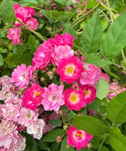 Sweet Briar Rose Seeds - Eglantine Rosa Eglanteria Pink Flower Shrub, 25 Seeds - Image 1