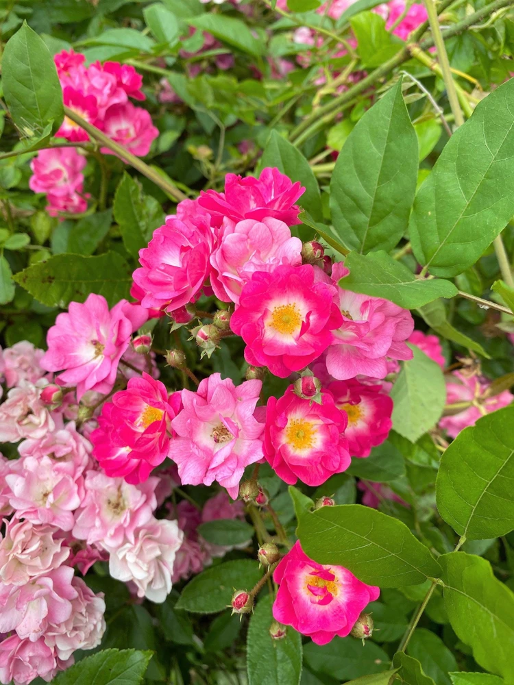 Sweet Briar Rose Seeds - Eglantine Rosa Eglanteria Pink Flower Shrub, 25 Seeds - Image 1