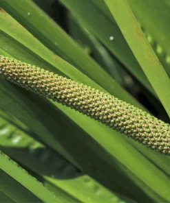 Sweet Flag Grass Seeds - 250 Acorus Calamus Ornamental Wetland Pond Seeds - Image 2