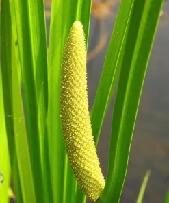 Sweet Flag Grass Seeds - 250 Acorus Calamus Ornamental Wetland Pond Seeds - Image 3