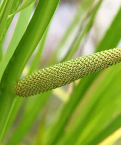 Sweet Flag Grass Seeds - 250 Acorus Calamus Ornamental Wetland Pond Seeds - Image 4