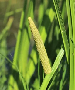Sweet Flag Grass Seeds - 250 Acorus Calamus Ornamental Wetland Pond Seeds - Image 5