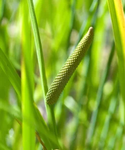 Sweet Flag Grass Seeds - 250 Acorus Calamus Ornamental Wetland Pond Seeds - Image 6