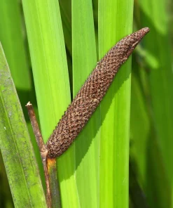 Sweet Flag Grass Seeds - 250 Acorus Calamus Ornamental Wetland Pond Seeds - Image 7