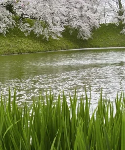 Sweet Flag Grass Seeds - 250 Acorus Calamus Ornamental Wetland Pond Seeds - Image 8
